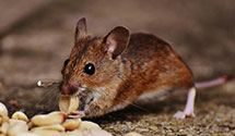 24 Hour & Emergency Exterminators in Vermillion Acres, IN